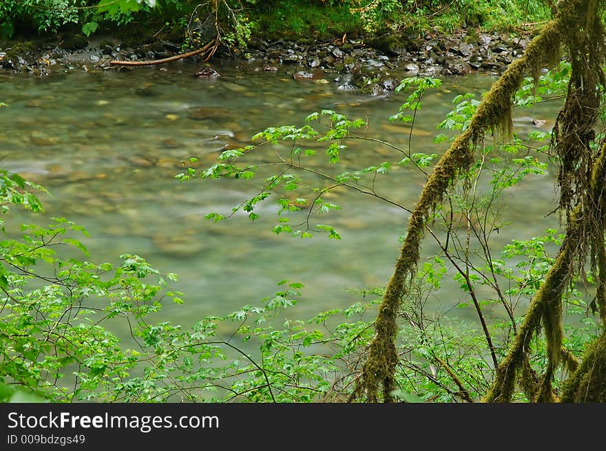 River in the forest