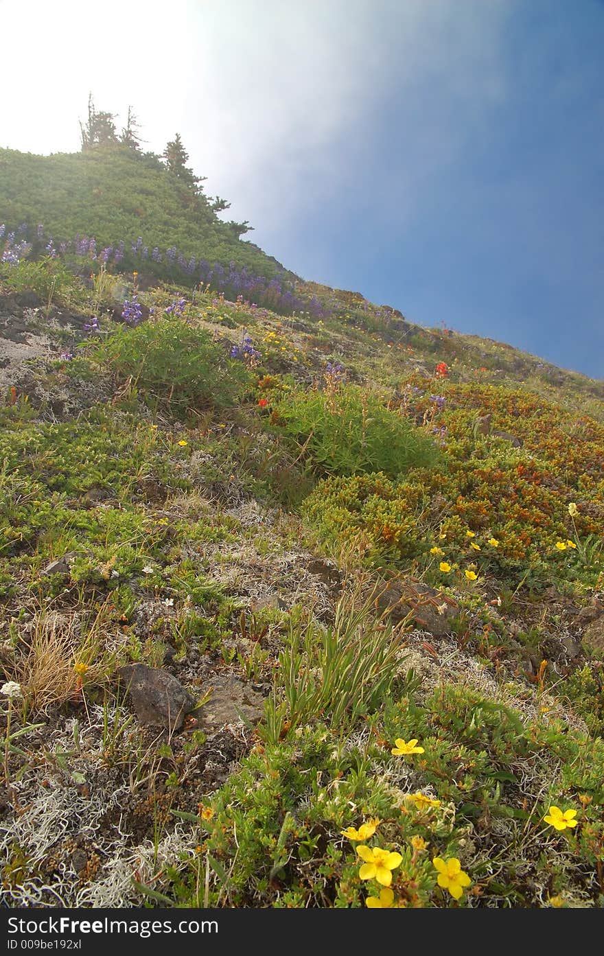 Mountain Meadow