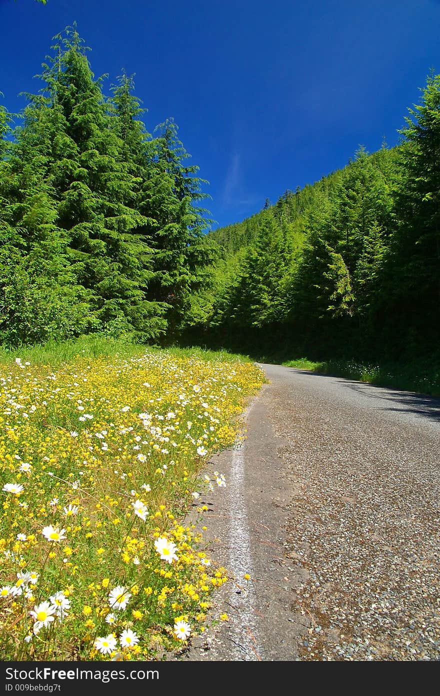 Mountain Meadow