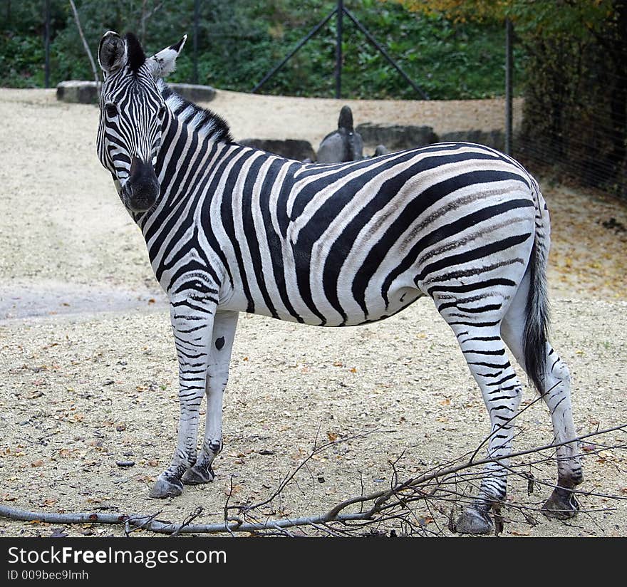 Portrait of a Nice Zebra. Portrait of a Nice Zebra