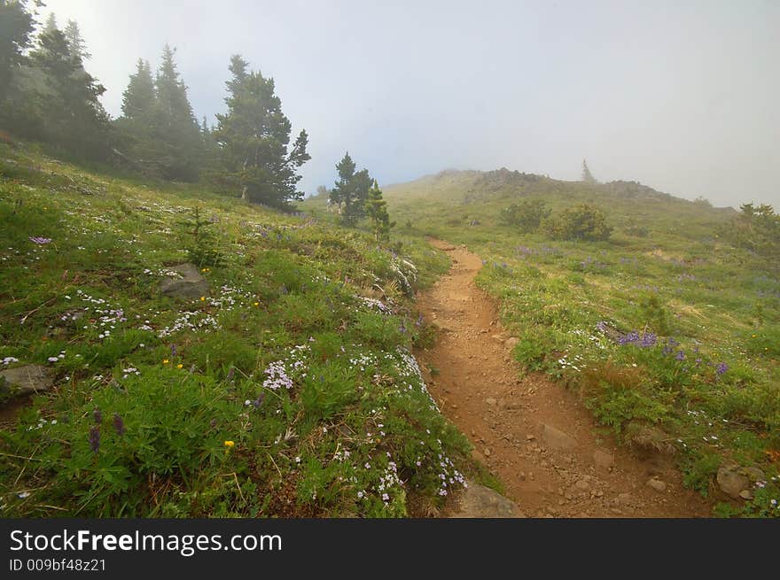 Mountain meadow in the Olympic Mountains of Washington State