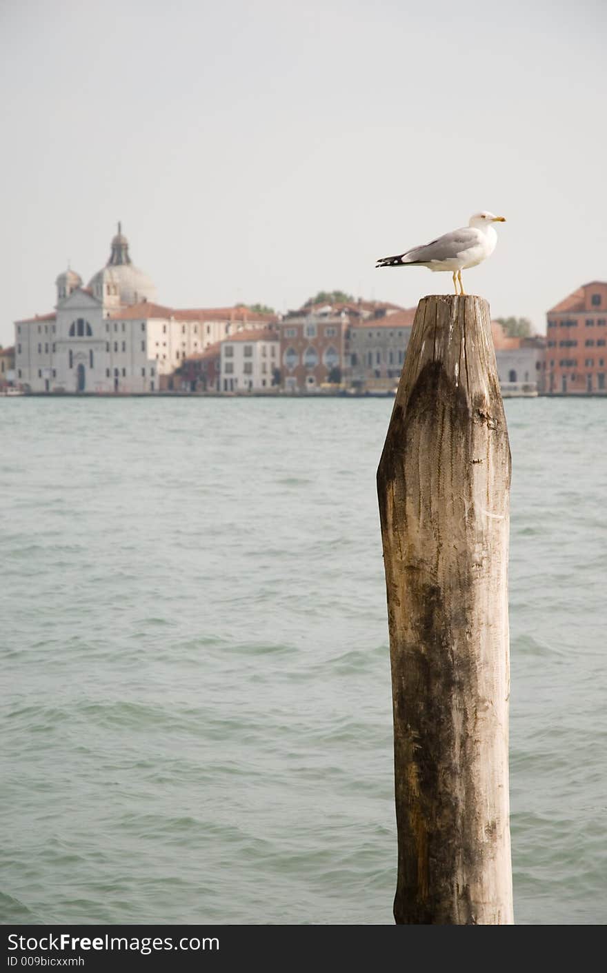 Venice and seagull