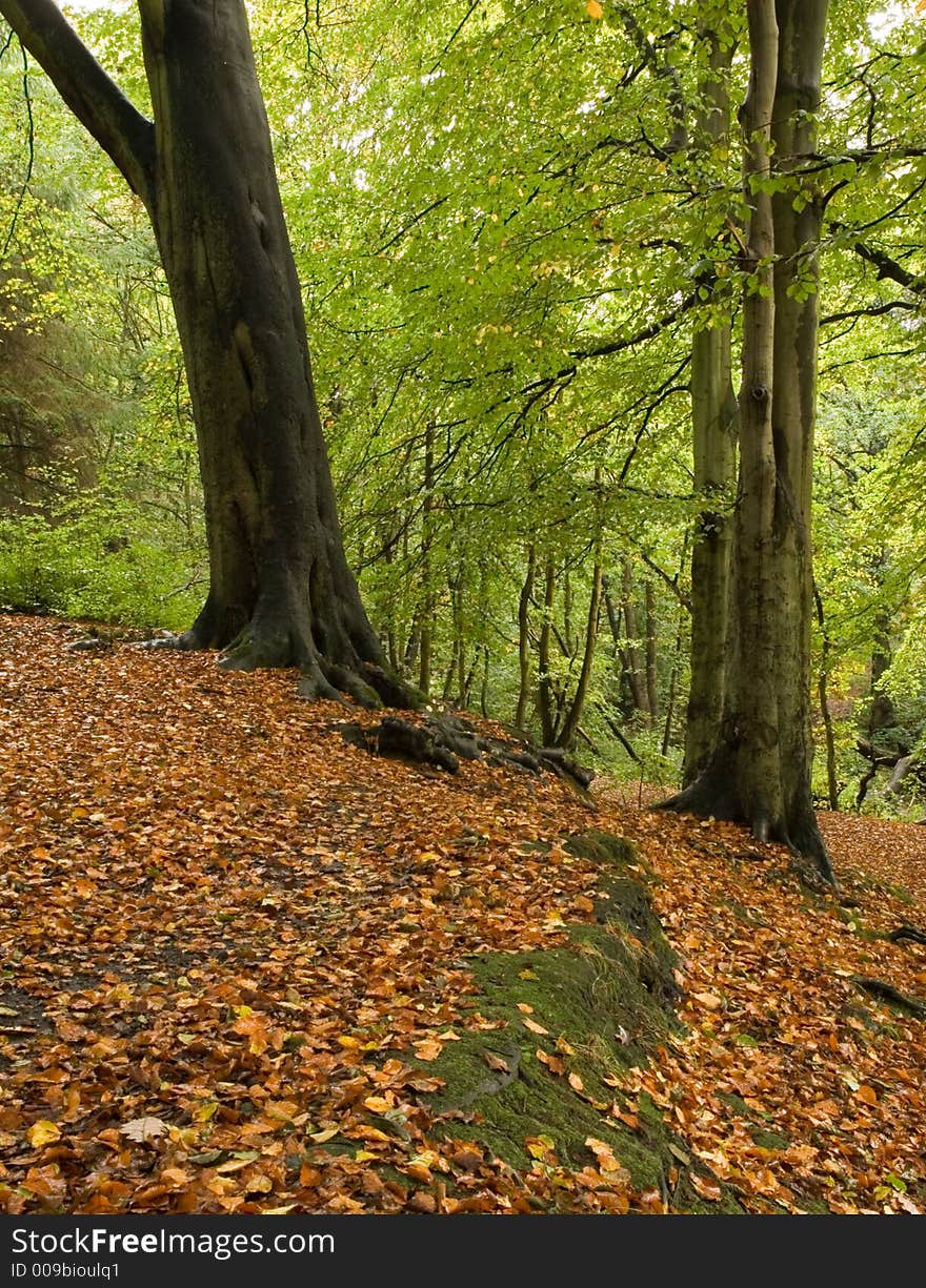 Woodland In Fall