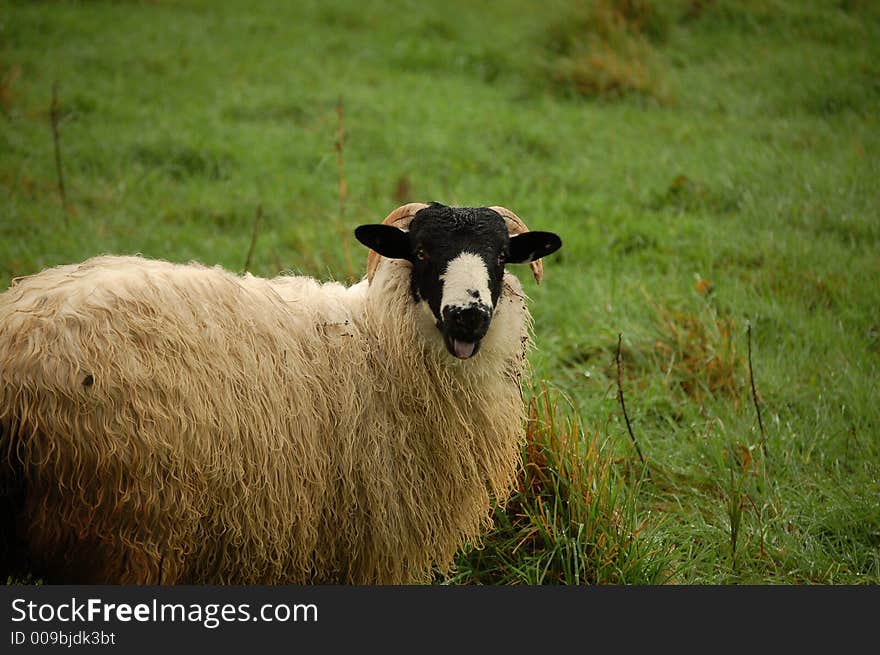 Black headed sheep