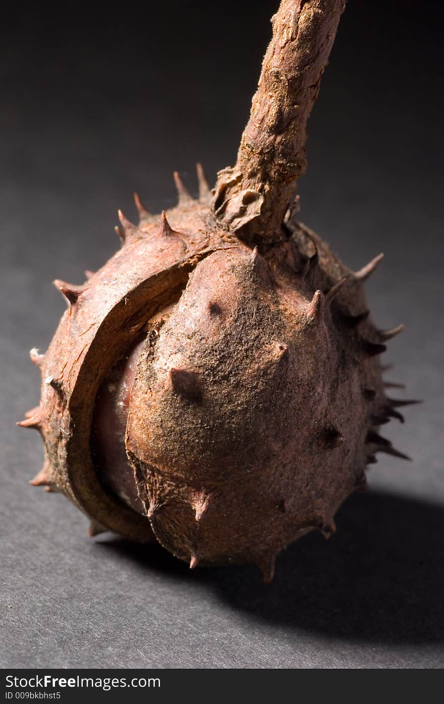 Close up of conkers and chestnuts