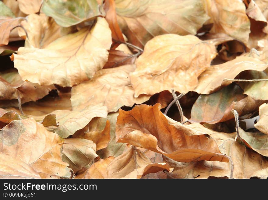 Autumn Leaves