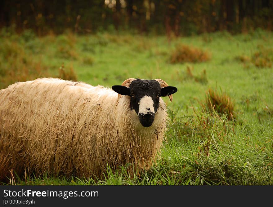 Black headed sheep in pasture