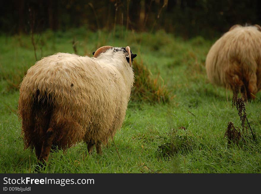 Black headed sheep in a pasture