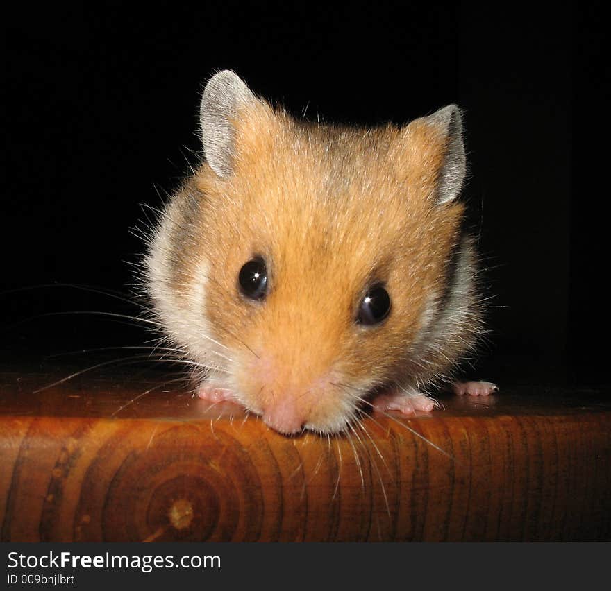 Golden Hamster