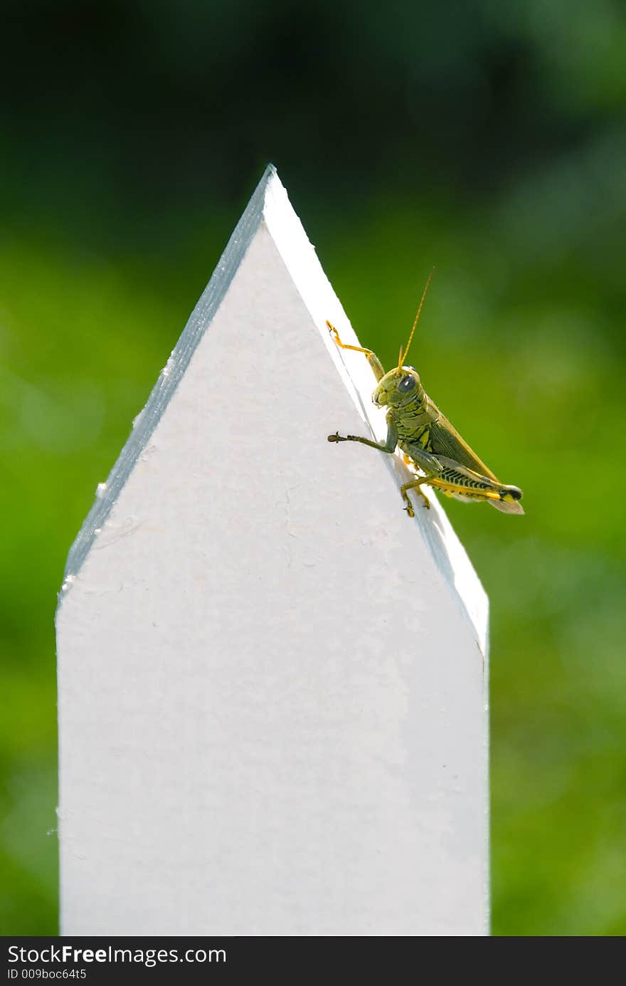 Sitting On The Fence