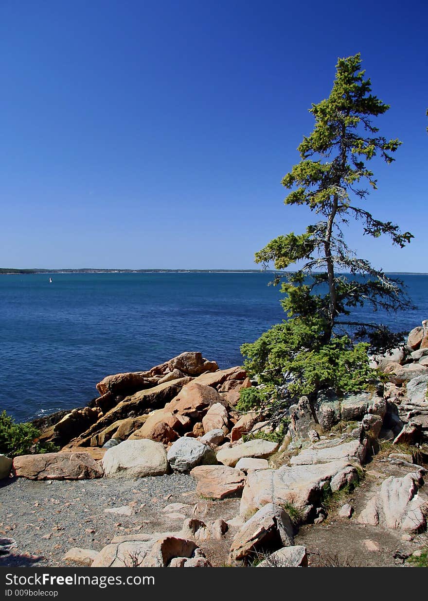 A lone pine surviving on a rocky shore. A lone pine surviving on a rocky shore.