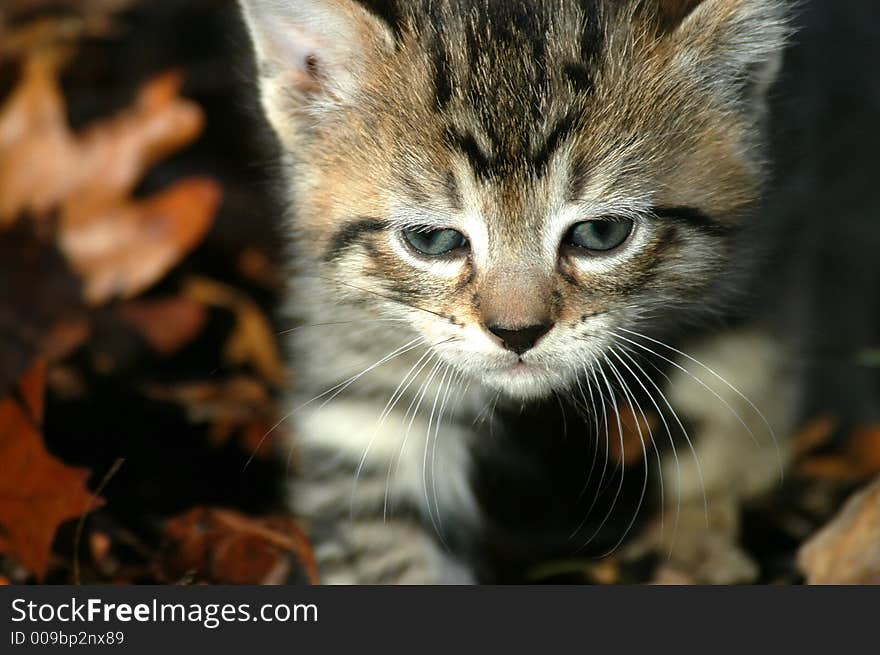 Kitten coming at you in the leaves. Kitten coming at you in the leaves