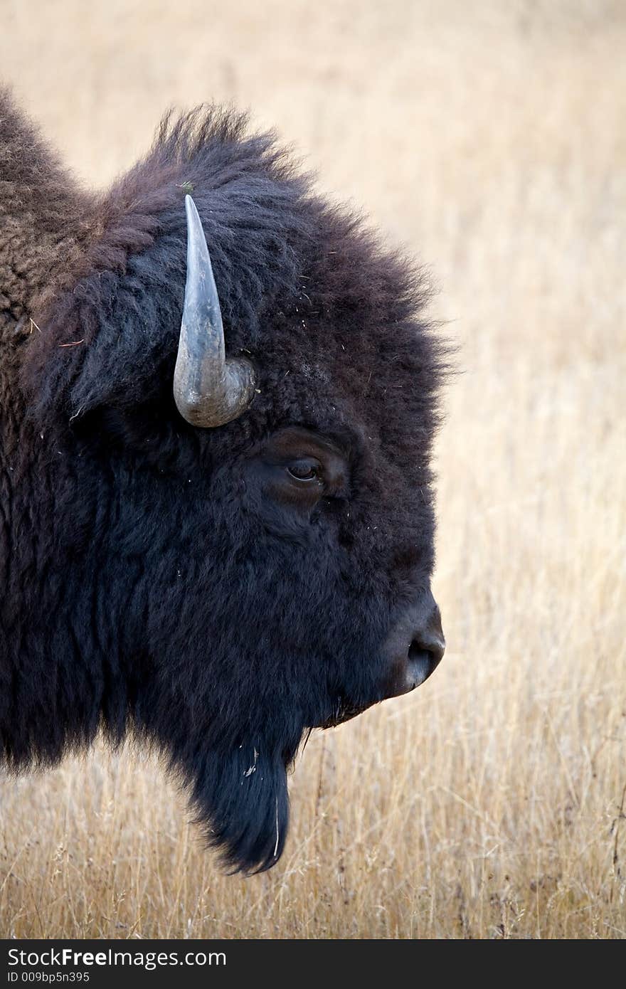 Bison headshot in Yellowstone National Park, Wyoming. Bison headshot in Yellowstone National Park, Wyoming