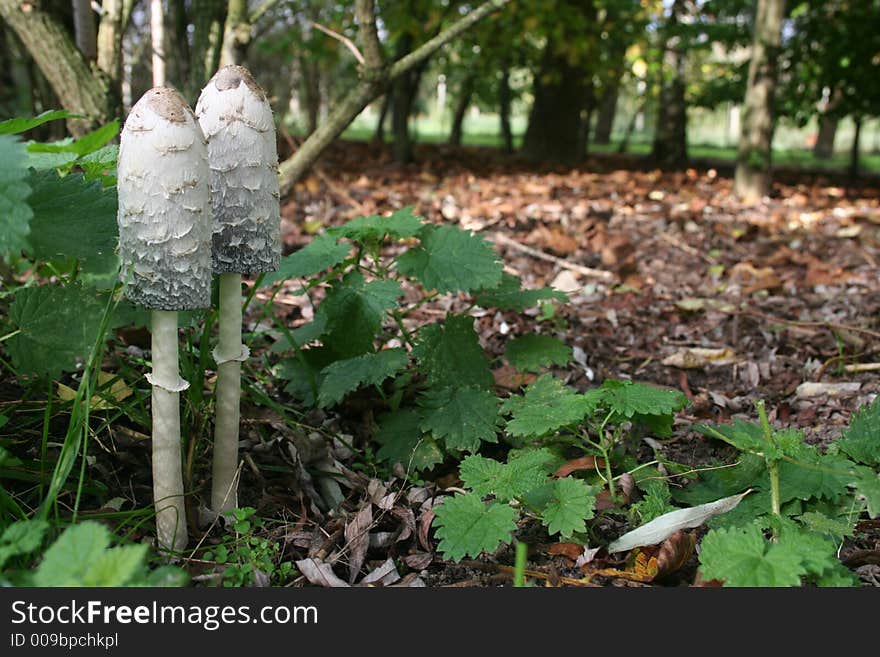 Two coprinus comatus