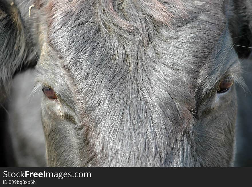 Cow With Sleepy Eyes