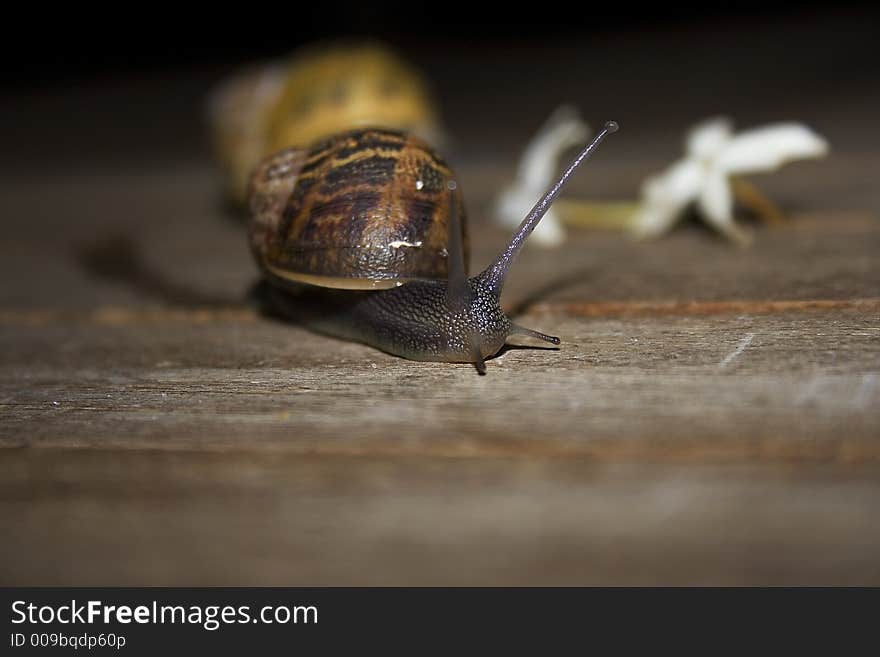 High resolution image of two snails and jasmim blossoms