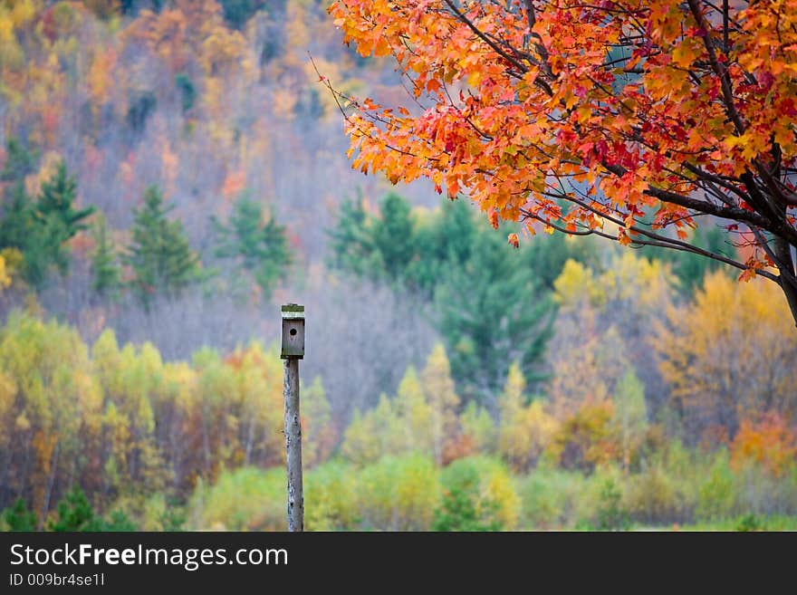 Bird Feeder In Fall Foliage