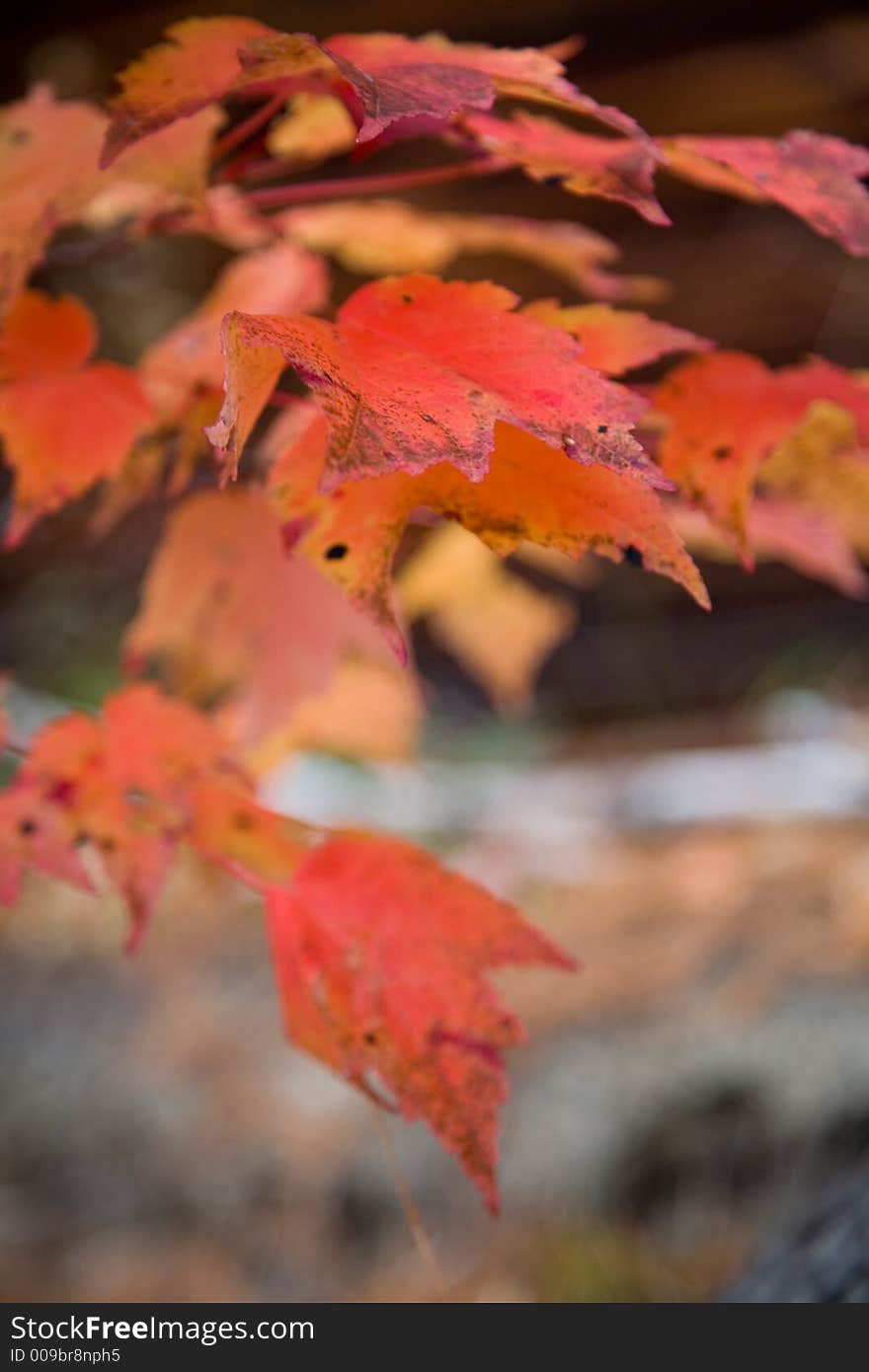 Fall Foliage in Rural New England