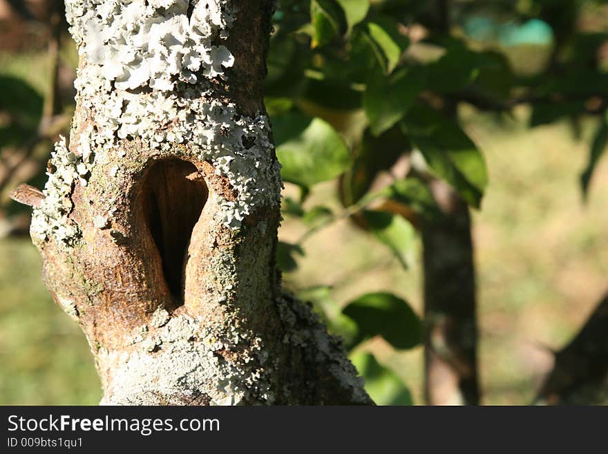 Tree Lichen