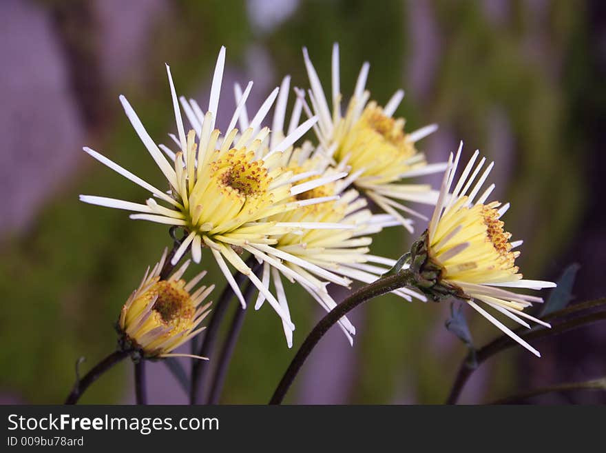 Chrysanthemums