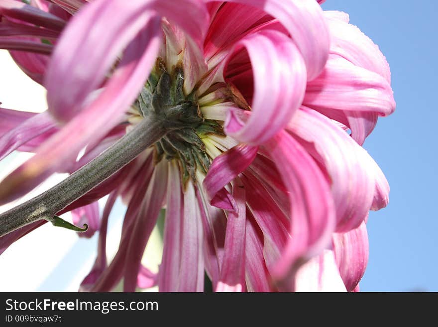 Chrysanthemums