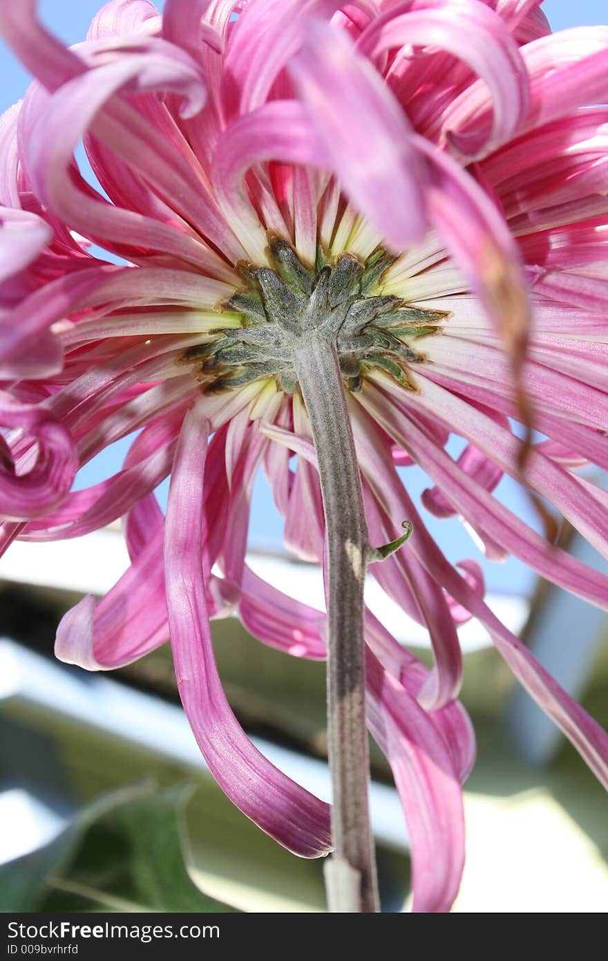 Pink Chrysanthemum