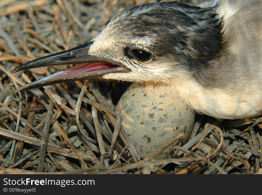 Bird With Egg