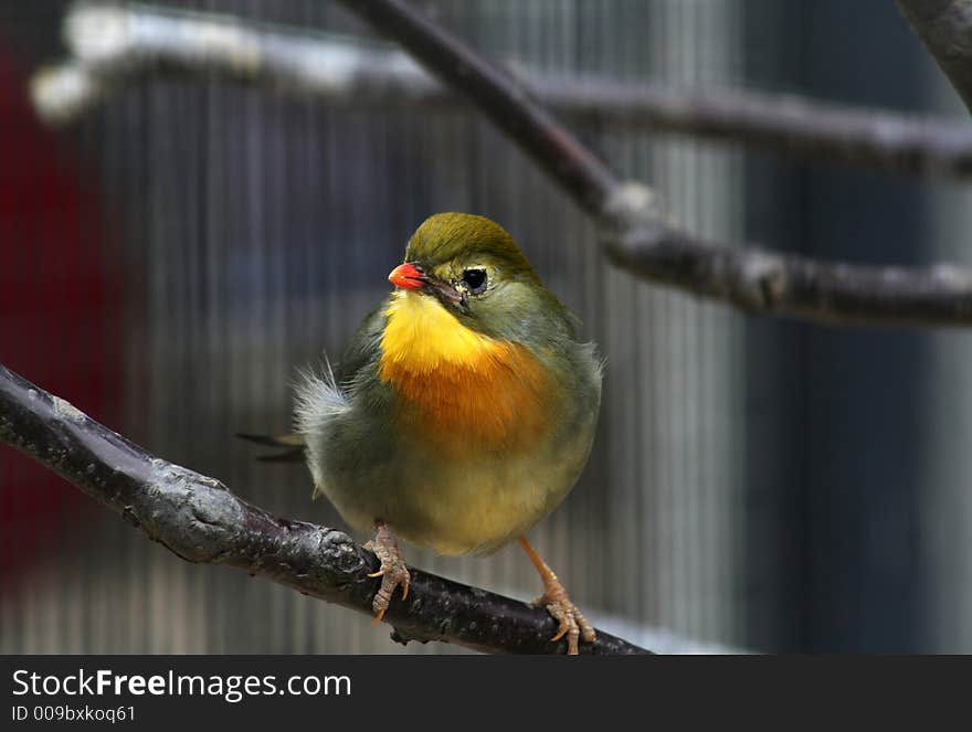 A small green bird standing on a branch