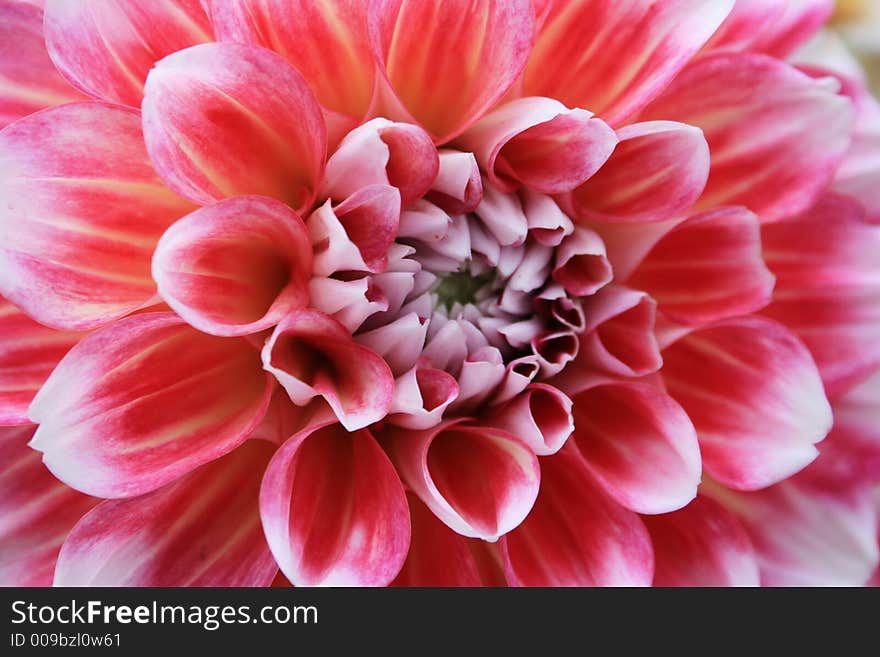 Dahlia