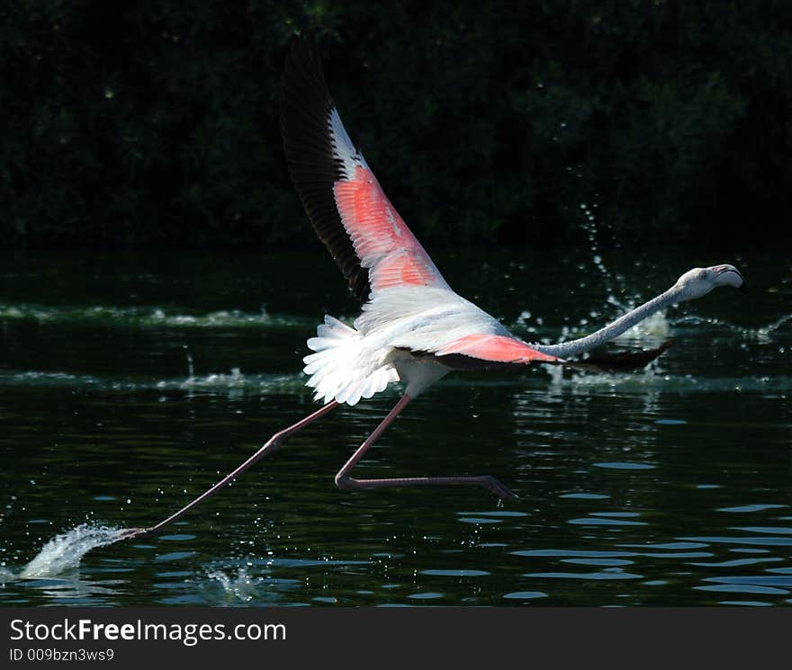 Flamingo