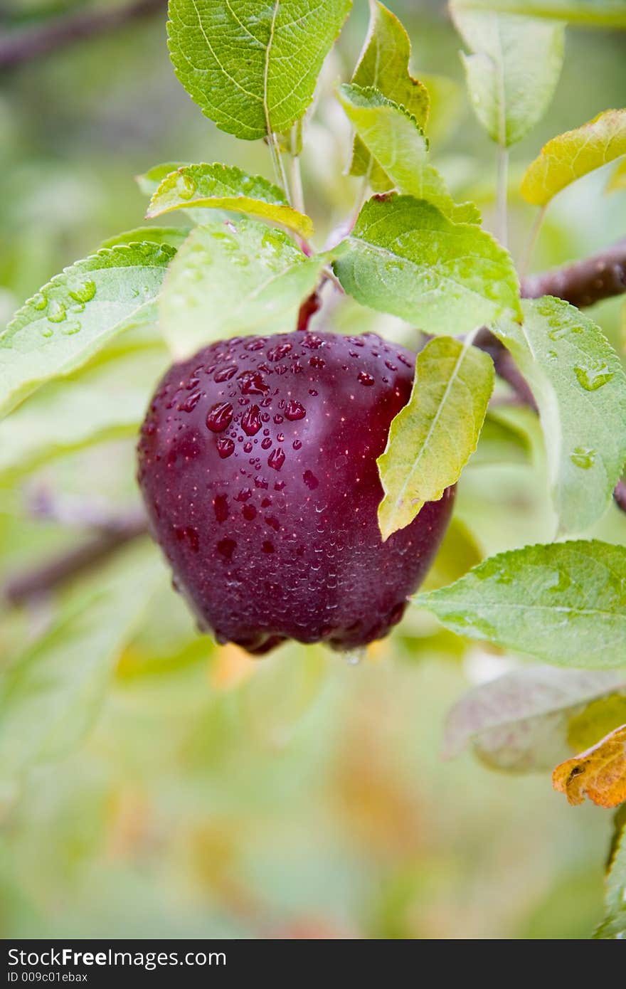 Fresh Apple still on Trees