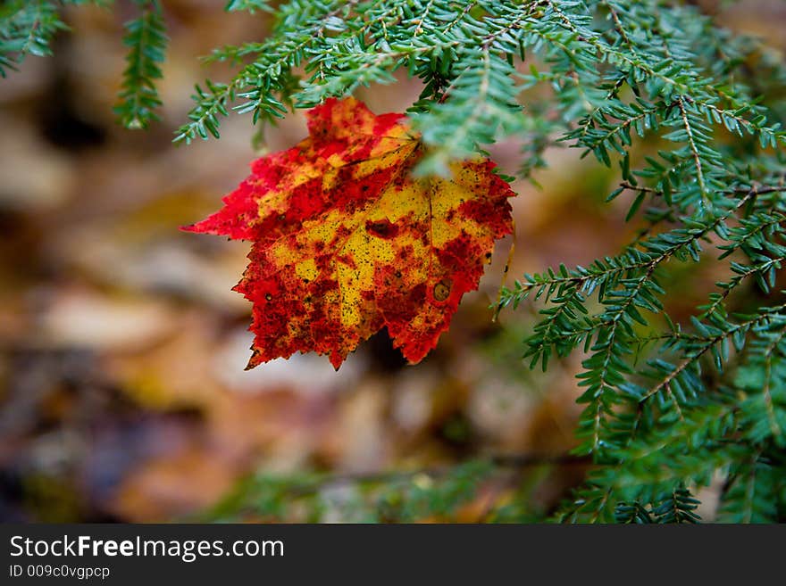 Colorful Maple Leaf In Pine Tree