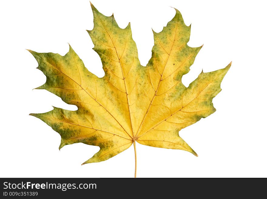 Autumnal leaves on white background. Macro closeup.