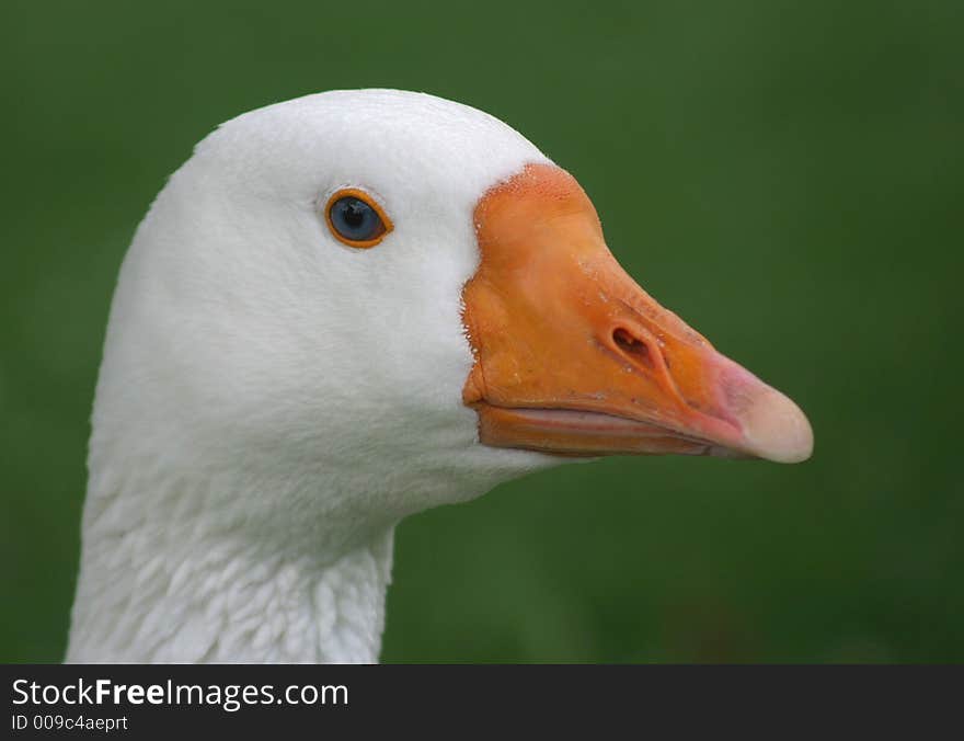 White head and orange beak of a goose. White head and orange beak of a goose