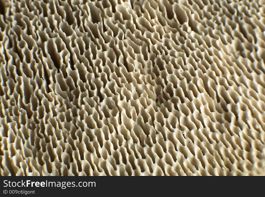 Close up shoot of a tree mushroom. Close up shoot of a tree mushroom