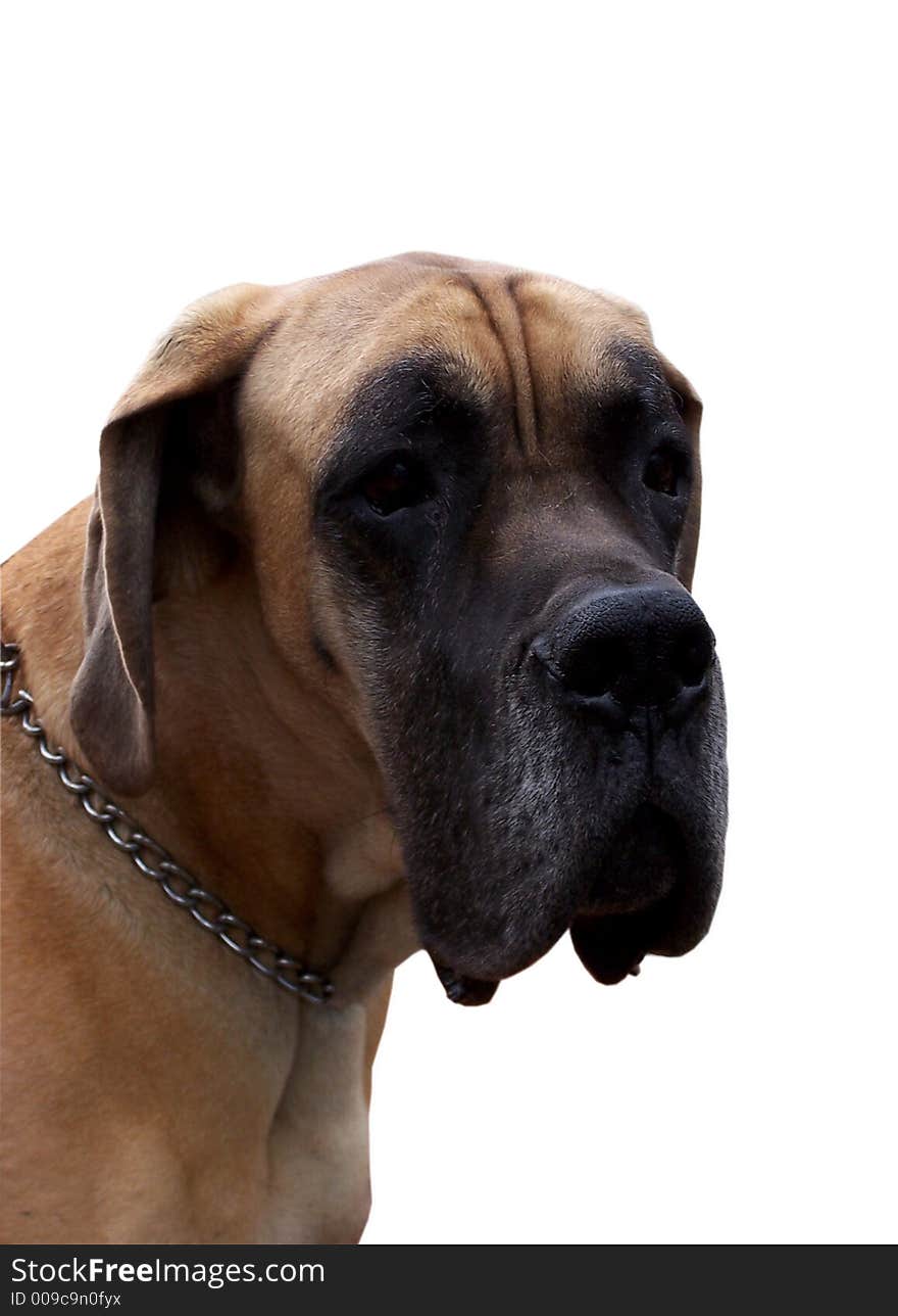 Large dog, German dogge, isolated