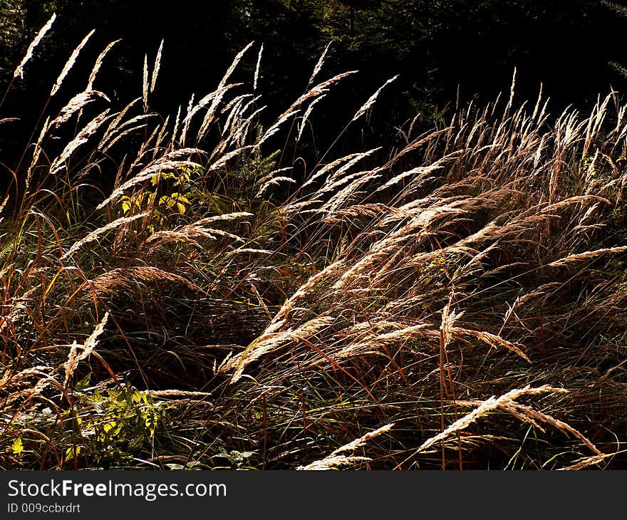 Forest weed