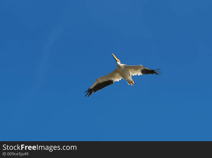 American White Pelican On Blue