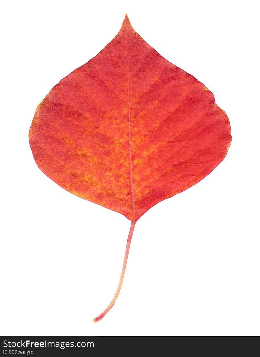 A isolated red leaf in fall