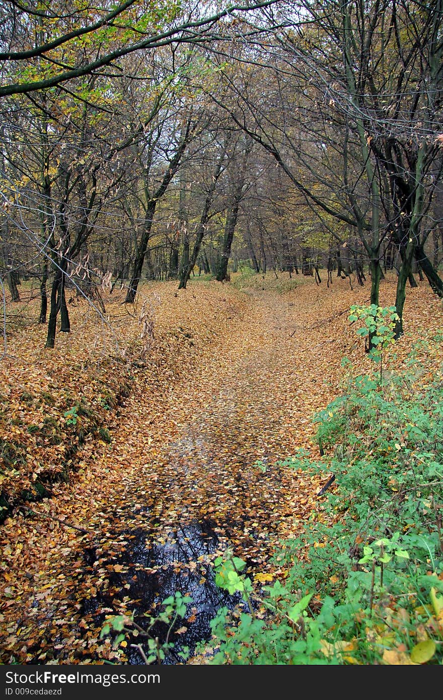 Autumn forest with lots of fallen leaves on the ground. Autumn forest with lots of fallen leaves on the ground