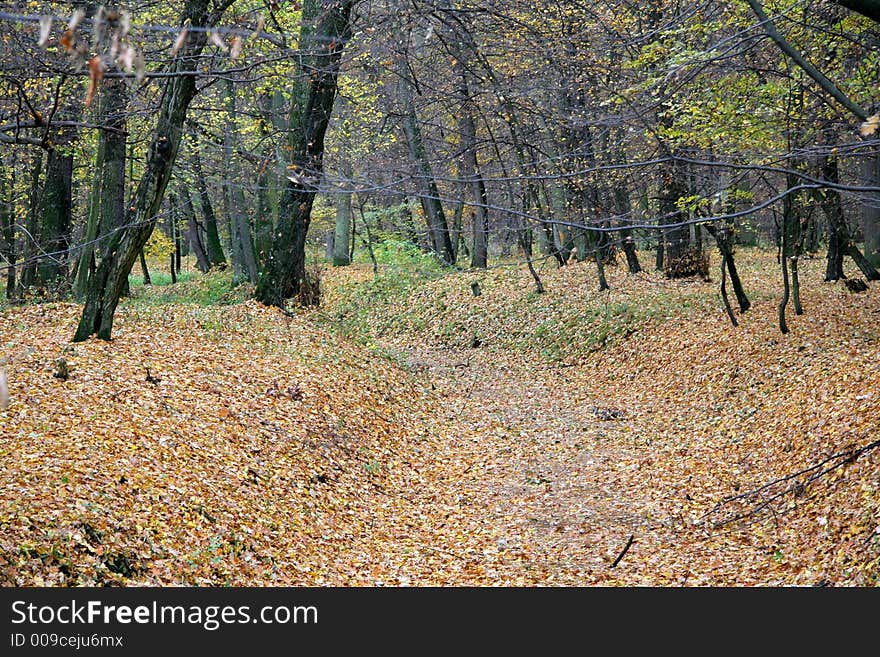 Autumn forest with leaves on the ground