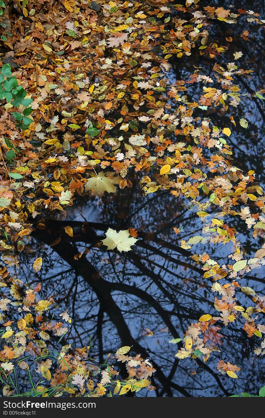 Autumn leaves on a puddle. Autumn leaves on a puddle