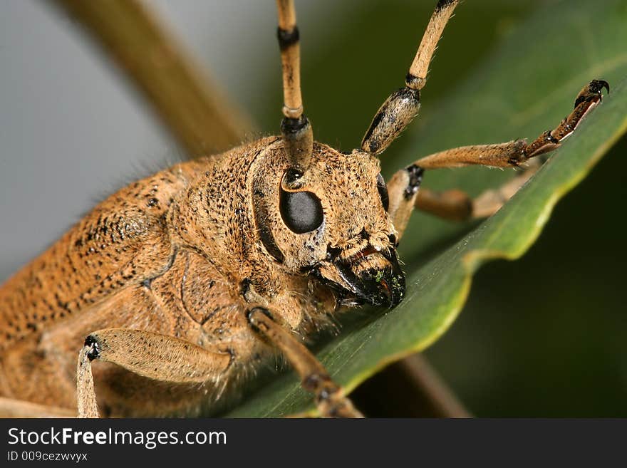 Portrait Of A Longhorn Beetle