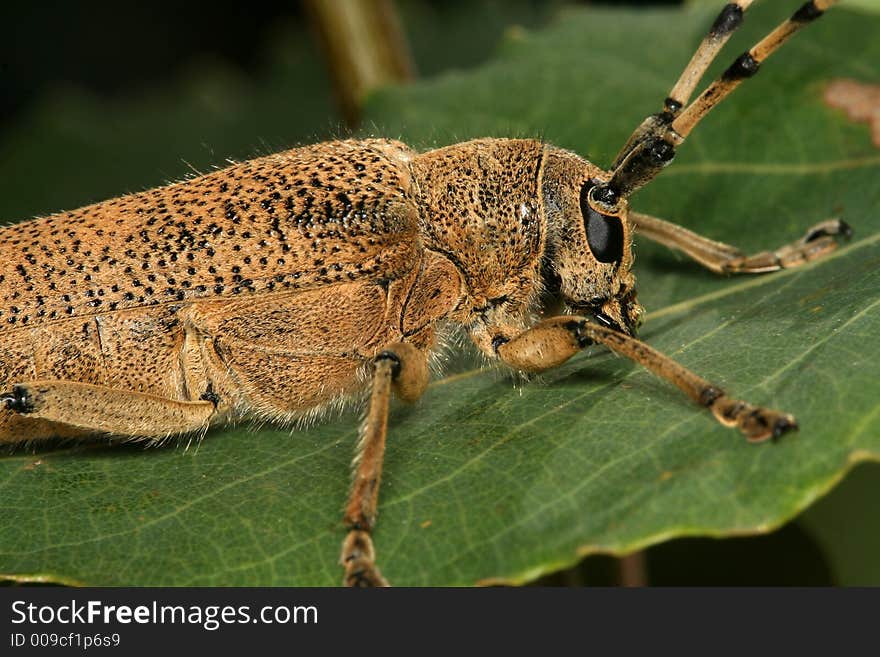 Longhorn beetle on a leaf