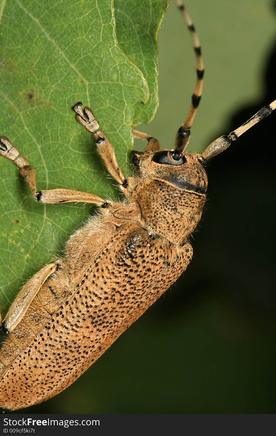 Saperda carcharias on poplar leaf