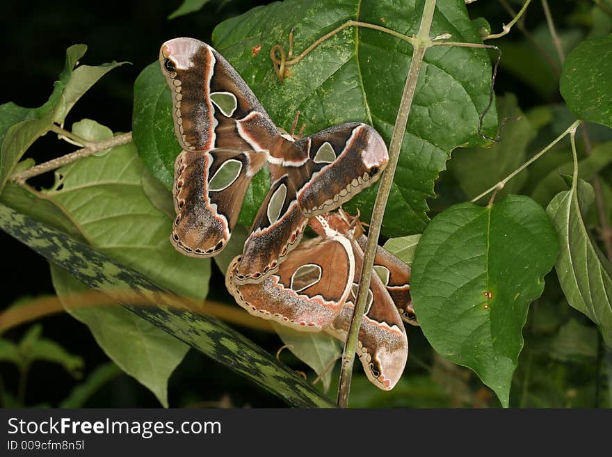 Two Rothschildia moths copulating (Venezuela)