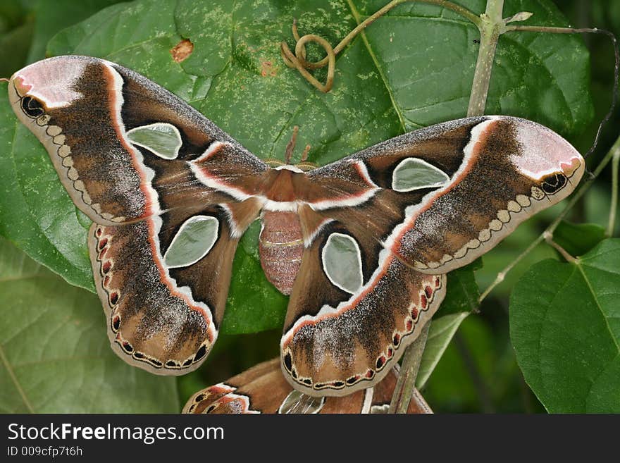 Rothschildia moths copulating on a leaf (Venezuela). Rothschildia moths copulating on a leaf (Venezuela)