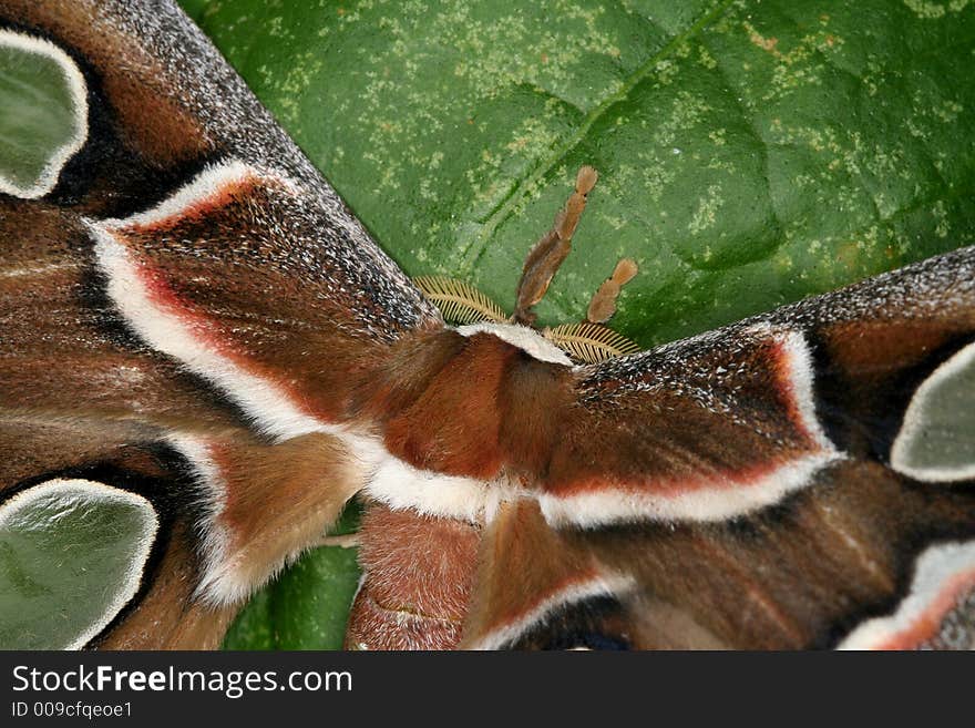 Rothschildia moth sitting on a leaf (Venezuela)