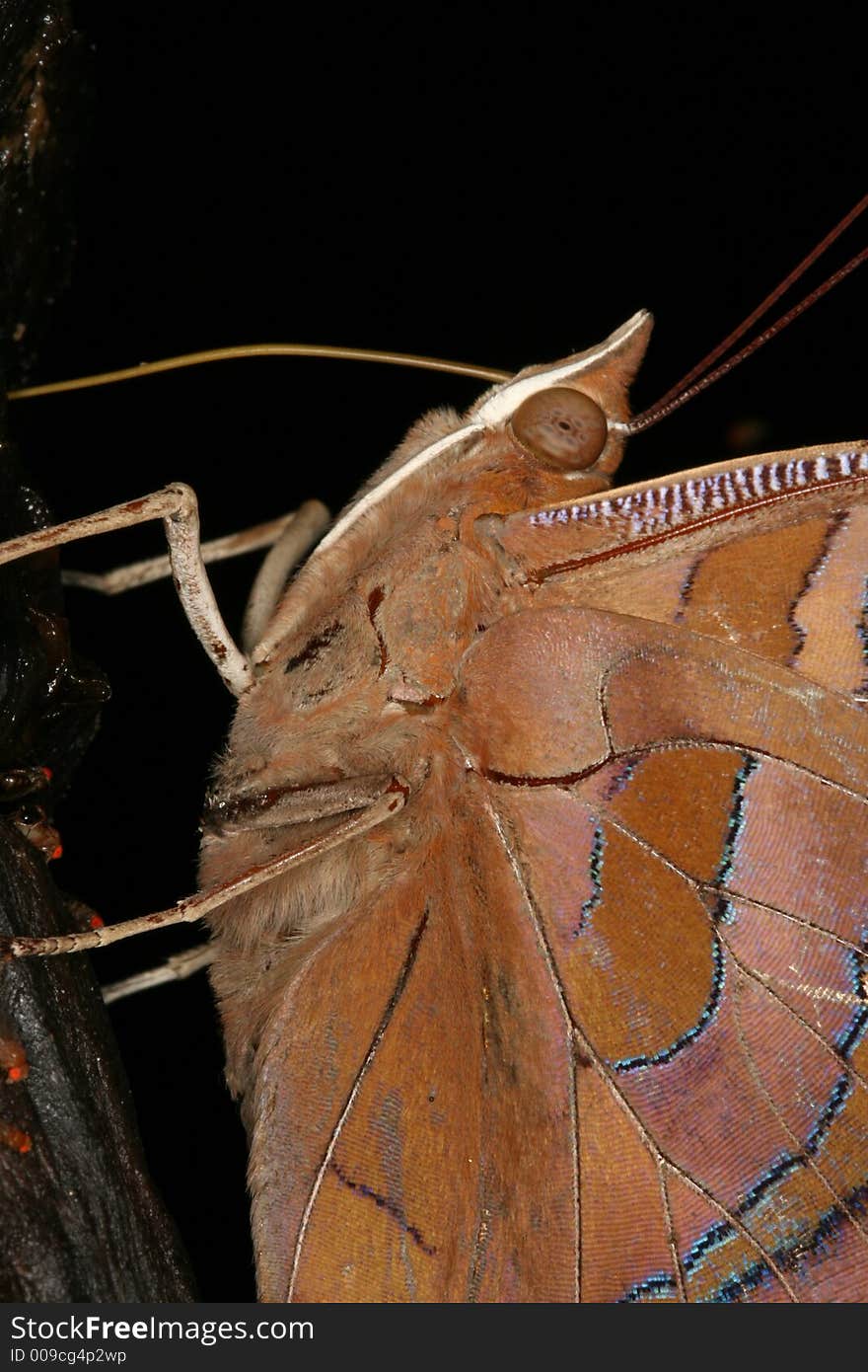 Tropical butterfly portrait during meal (Venezuela)