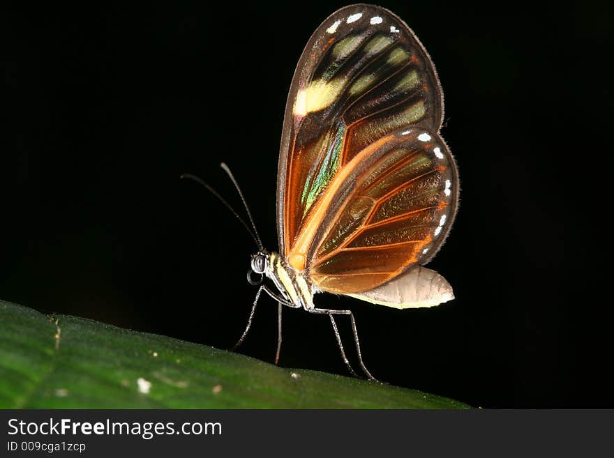 Tropical butterfly sitting on a leaf (Venezuela). Tropical butterfly sitting on a leaf (Venezuela)